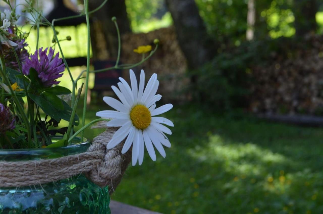 Гостевой дом Pensiunea Faast Предял-38